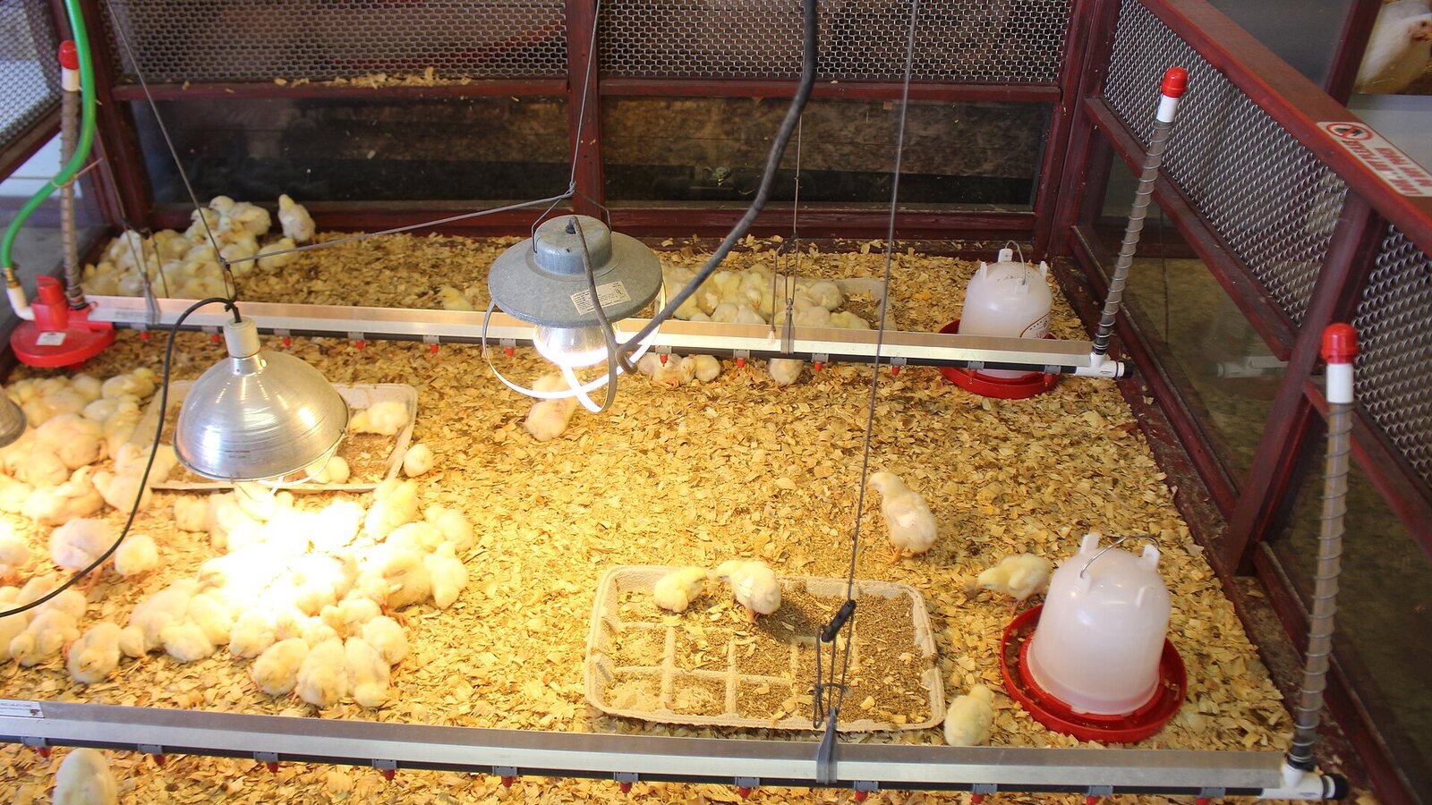 Day-old chicks in a biosecure hatchery